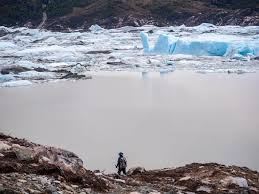 Image result for Grevea