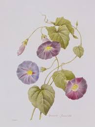 Image result for Ipomoea violacea