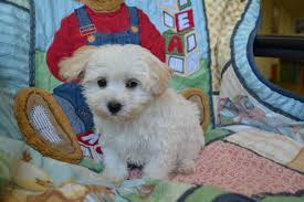Average the puppy store hourly pay ranges from approximately $11.29 per hour for retail sales associate to $15.53 per hour for care manager. Nj Puppy Store Bergen County 201 773 8280 Dog Njpuppystore Contact