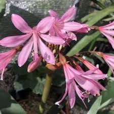 Image result for Gladiolus trichonemifolius