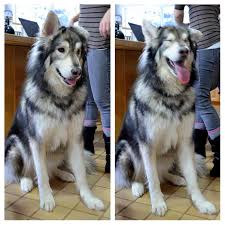 Most prominent and current of these are the sled dogs of donna dowling and others in the interior of the american state of alaska. Pretty Husky Wolf Dog Novocom Top