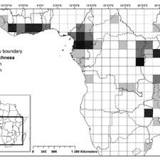 Image result for Bolusiella iridifolia