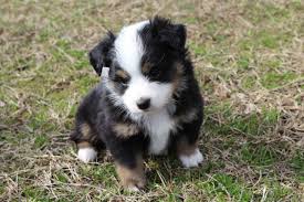 How to care for your toy australian shepherd's basic needs? Mini Australian Shepherds Have Gotten Very Very Popular Vox