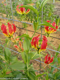 Image result for Gloriosa