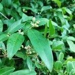 Image result for Hippocratea