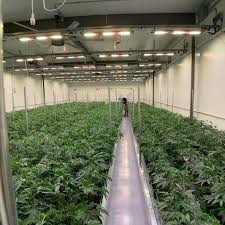 Jul 14, 2021 · fluorescent lights are ideal for plants with low to medium light requirements, like african violets. China Led Growing Lights With Sam Sung Light Bean For Growing Vegetables Indoor China Growing Lights Led Lights Vertical Garden Tower With Led Light