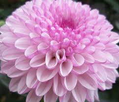 Check spelling or type a new query. Pin On Garden