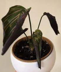 Calathea Leaves Curling Here S How To Fix It Sprouting Indoors In 2021 Calathea Calathea Plant Bamboo Plant Care