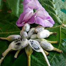 Image result for Curculigo latifolia