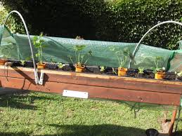 Planter dans un pot à fraisiers ou une jardinière remplis d'un terreau spécial fraisiers, enrichi d'une poignée de compost. Culture De Fraisiers En Jardinieres Album Photos Gestes Et Techniques De Jardiniers