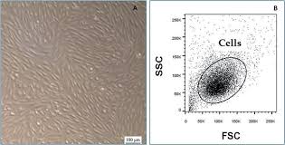 For the episode, see fetal position. Oxidative Stress And Viability Of Adipose Tissue Derived Mesenchymal Cell Cultures From The Omentum Of Rabbits