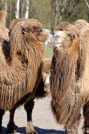 Pin On Camelids