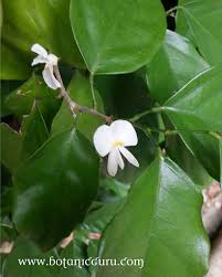Image result for Baphia speciosa