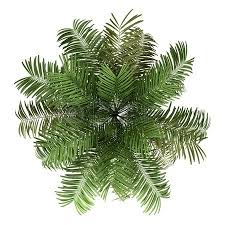 Palms are among the best known and most extensively cultivated plant families. Ghim Cá»§a Carolyn Jane Tren Flora Illustrated Photoshop Hoa Dáº¡i Cay
