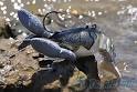 Realistic soft Craw baits? - Fishing Tackle - Bass Fishing Forums