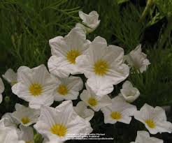 Image result for Nierembergia hippomanica