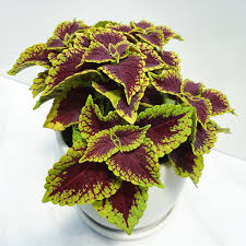 Image result for Coleus alpinus