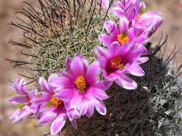 Small cactus with pink flowers in a bonsai pot. Ring Around The Cactus Cactus Plants Rings