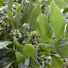 Image result for Acacia mangium