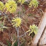 Image result for Aloe lateritia