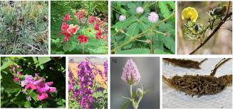 Image result for Aeschynomene glauca