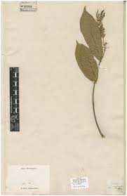 Image result for Motandra paniculata