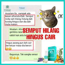Selain lucu, merawat kucing nyatanya bisa mengurangi stres, lho! Kucing Pun Merawat Asma Batuk Dan Selsema Kelana Jaya Facebook