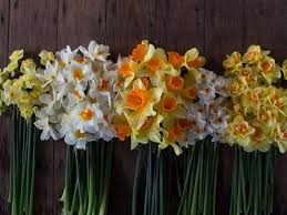 Daffodils With Images Daffodils Daffodil Flower Flower Farm