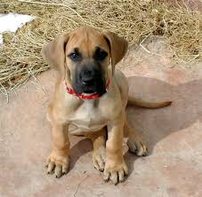 Greenfield puppies has puppies for sale in ohio! Fawn Great Danes Ohio Great Dane Price In India Great Dane Puppy For Sale In Bhopal India Dane Puppies Great Dane Dogs Great Dane Puppy