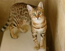 Image result for kucing savannah