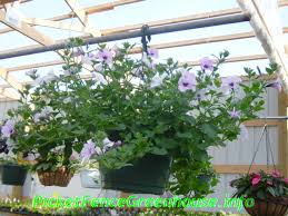 Here's my submission for the polka dot club! How To Grow From Seed Wave Petunias Pansies Polka Dot Plant Picket Fence Greenhouse Gardens