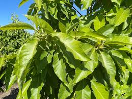 Image result for Magnolia champaca