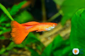 Once the mixture comes to a boil, add the zucchini and onion slices. Do Guppies Eat Plants And Algae Important Insight Into Guppy Feeding