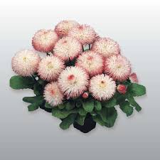 Image result for Bellis