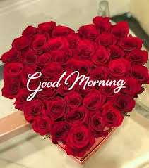 That's why today we have brought for you good morning flowers images, which you send to your friends or your love in the morning, then their whole one of the most special things about flowers is that they can bring happiness on anyone's face and no person can stop their happiness with good. Good Morning Good Morning Flowers Good Morning Love Good Morning Beautiful Pictures