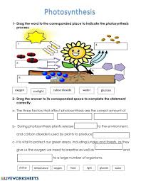 Photosynthesis Online Worksheet
