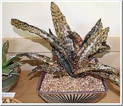 Siam Garden Rare Snake Plant King Cobra Pot Not Included Snake Plant Sansevieria Plant Plants