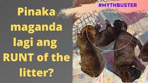 An animal unusually small of its kind especially : Should I Pick The Runt Of The Litter Youtube