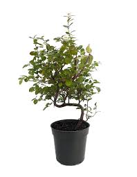 We did not find results for: Stylized Chinese Bird Plum Tree Sagaretias 4 Pot House Plant Or Bonsai Walmart Com Walmart Com