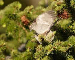 Image result for Passerina montana