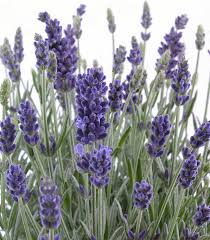 Image result for Lavandula angustifolia Vera