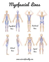 Introducing Myofascial Lines Mirror Friendly Sports Massage Therapy Massage Therapy Business Massage Therapy