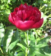 Viele hobbygärtner sind beim schneiden von. Pfingstrosen Blutenpracht Im Mai A Vogel
