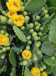 Transition your prickly pear cactus to the direct light in small increments in the early spring. Perennial Of The Week Prickly Pear Cactus Bygl