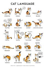 You Can Tell A Lot About How A Cat Is Feeling From Its Tail And Ears Cats Have Their Own Language And If You Manage To Learn It Yo Cat Language