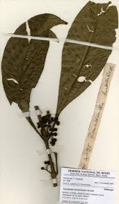 Image result for Pauridiantha