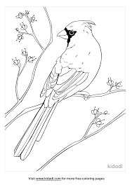 Why not cut it out afterwards to display? Cardinal Bird Coloring Pages Free Birds Coloring Pages Kidadl