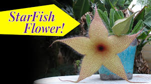 However, when people understand how reluctant and rare the cactus blooms, they urgently need professional advice and clear instructions. Stapelia Flower Care 4 Giant Cactus Starfish Plant Growing Tips