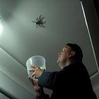 We did not find results for: Huge Huntsman Spider In Australia On The Ceiling Of A House Watch Daddy Try To Capture It Big Spiders Huntsman Spider Spider