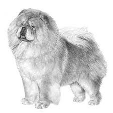 Online for adults coloring pages are a fun way for kids of all ages to develop creativity, focus, motor skills and color recognition. Chow Chow Dog Breed Information
